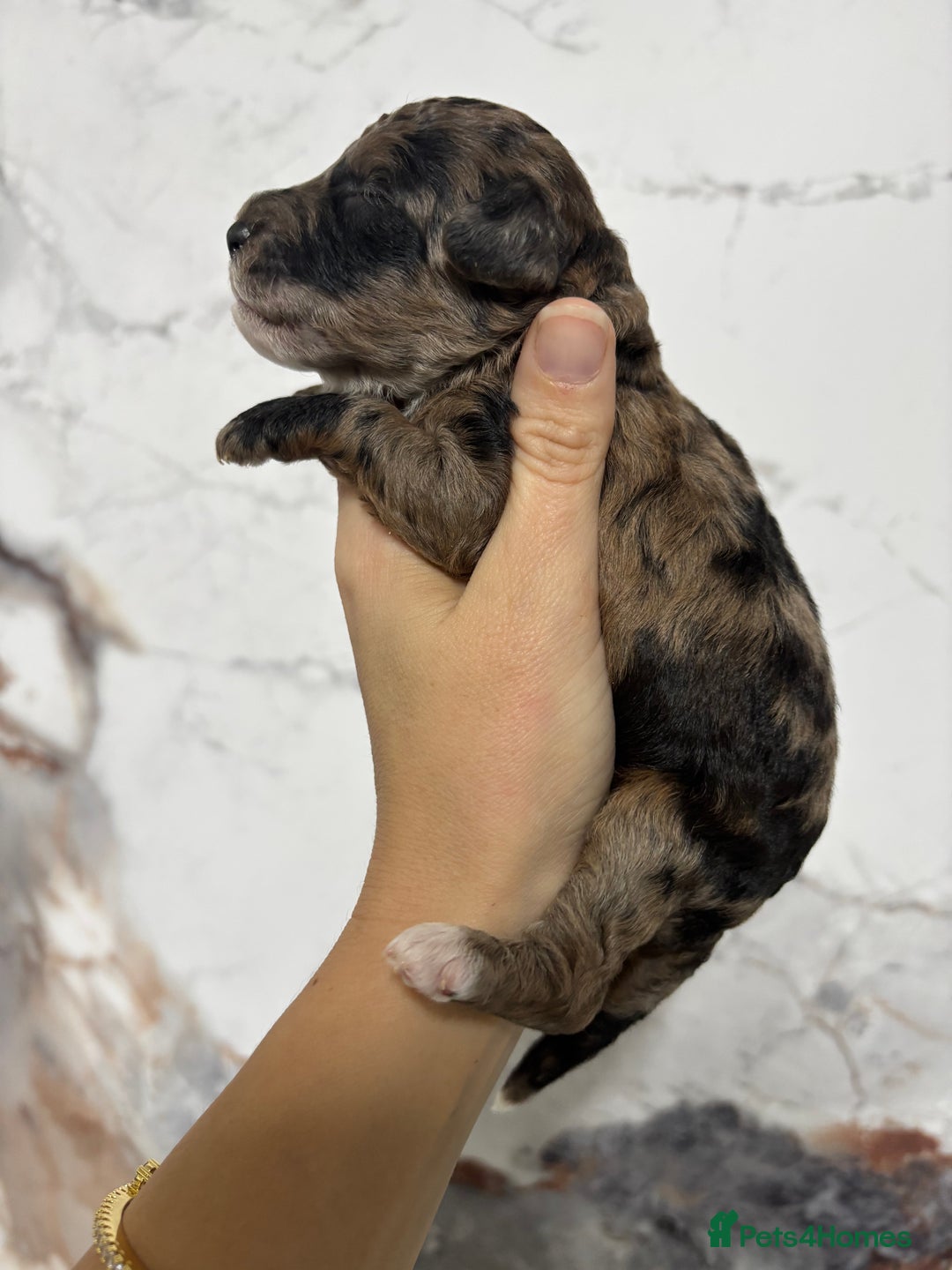 Miniature Poodle dogs for sale: Beautiful health tested miniature poodles  - Advert 34