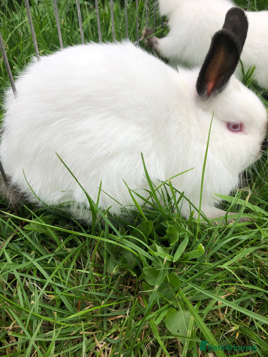 Netherland Dwarf rabbits for sale: Netherland Dwarf Himalayan  - Image 1