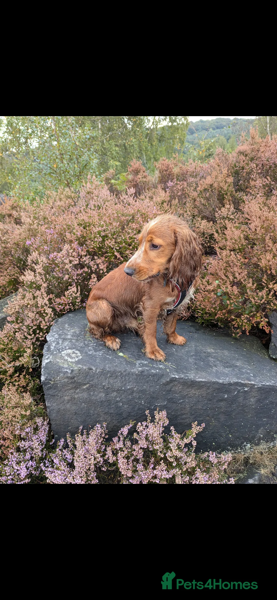 Cocker Spaniel dogs for sale: Male working cocker spaniel  - Advert 3
