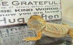 Bearded Dragon reptiles for sale: 🔥SALE🔥LAST 4 Baby Bearded Dragons ### £140 ##  - Image 6