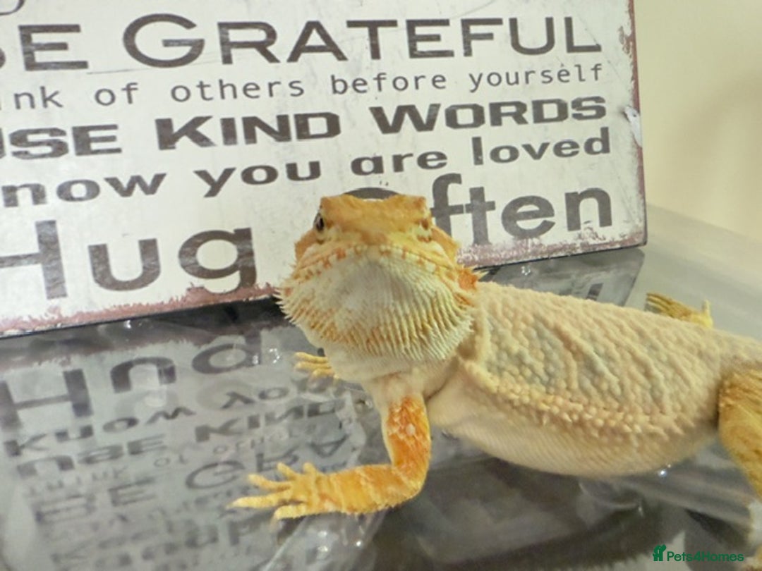 Bearded Dragon reptiles for sale: 🔥SALE🔥LAST 4 Baby Bearded Dragons ### £140 ##  - Image 6
