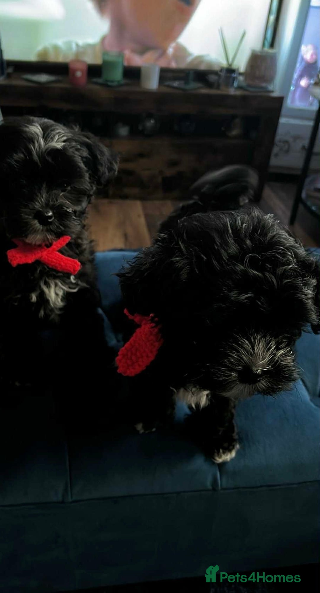 Mixed Breed dogs for sale: Maltese cross Chinese crested puppies for sale - Advert 5