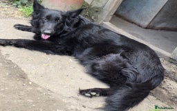 German Shepherd dogs for sale: German Shepherd Puppies Ready to View Homebred - Image 5