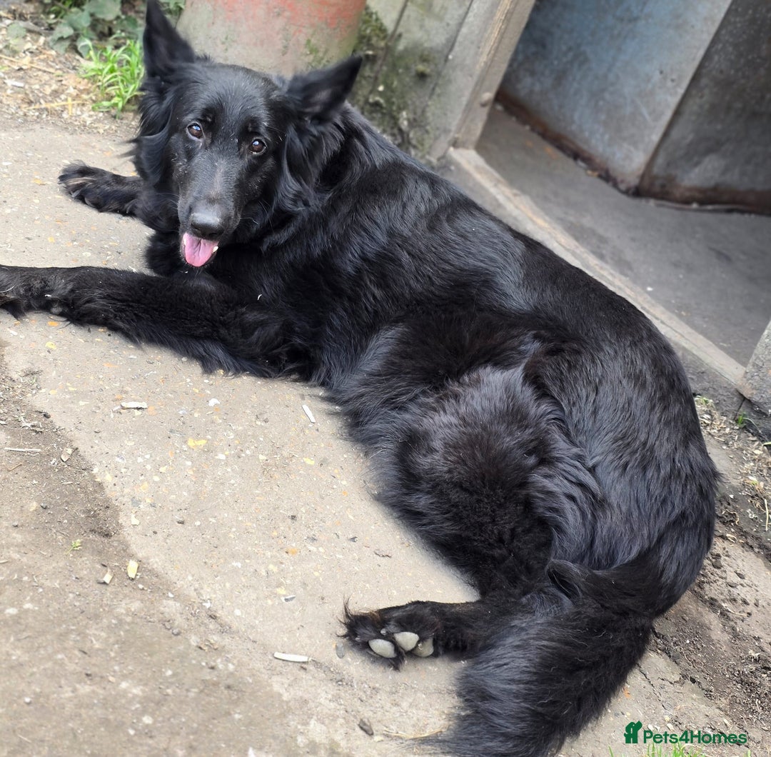 German Shepherd dogs for sale: German Shepherd Puppies Ready to View Homebred - Image 5