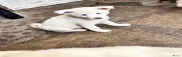 Japanese Akita Inu dogs for sale: Japanese Akita Puppies  - Advert 12