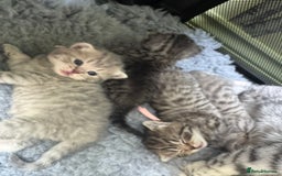 Scottish Fold cats for sale: Scottish fold/ Scottish striaght BSH kittens  - Image 15