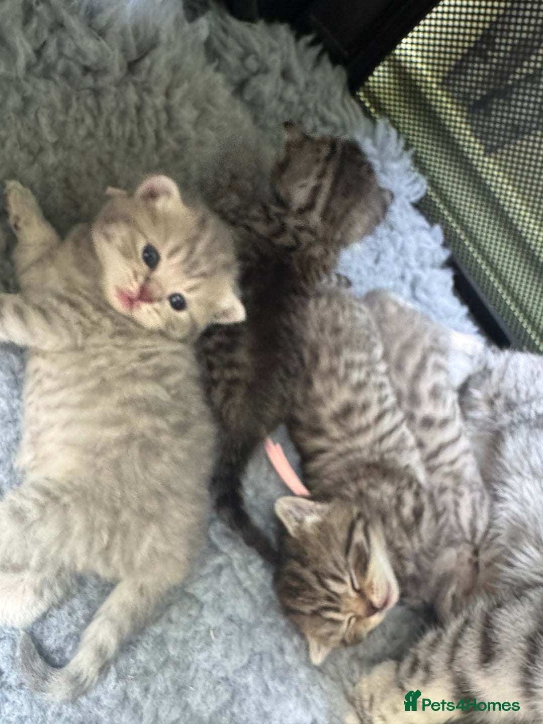 Scottish Fold cats for sale: Scottish fold/ Scottish striaght BSH kittens  - Image 15