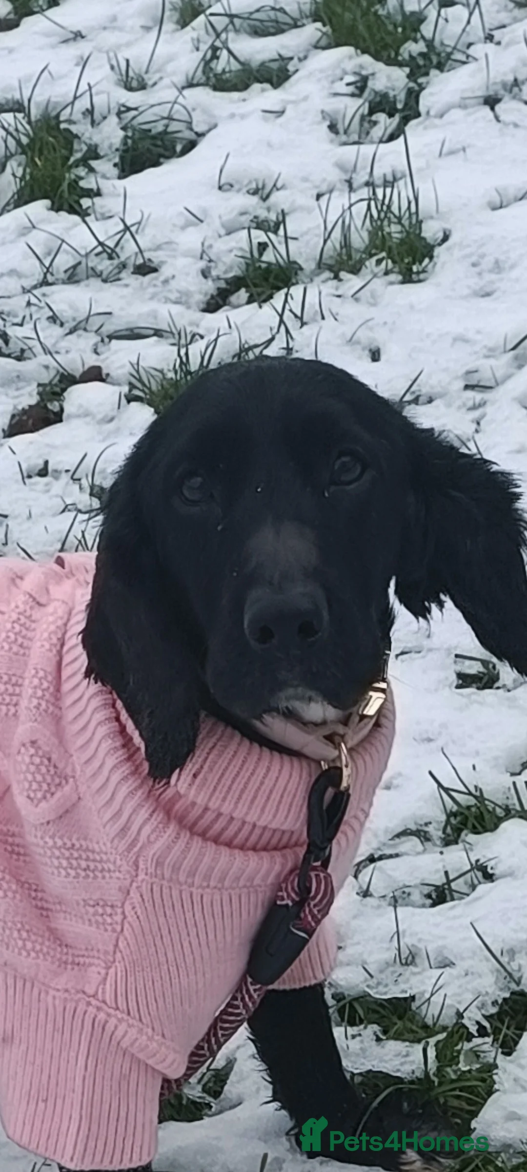 Cocker Spaniel dogs for sale: Beautiful black cocker spaniel (working/show) - Advert 1
