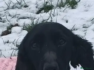 Cocker Spaniel dogs Beautiful black cocker spaniel (working/show) - Advert 2