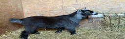Goats livestock for sale: 2 male castrated Pygmy goats  - Advert 2
