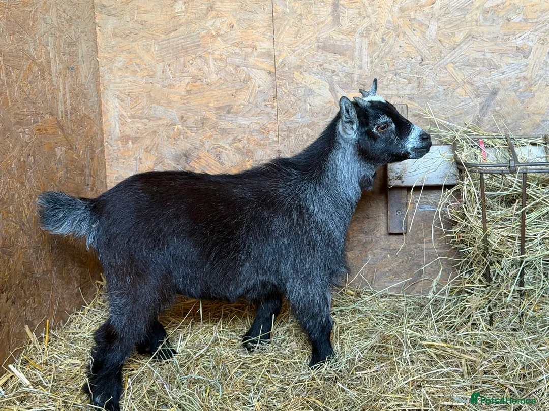 Goats livestock for sale: 2 male castrated Pygmy goats  - Advert 2