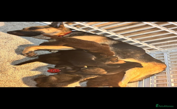 German Shepherd dogs - Advert 2