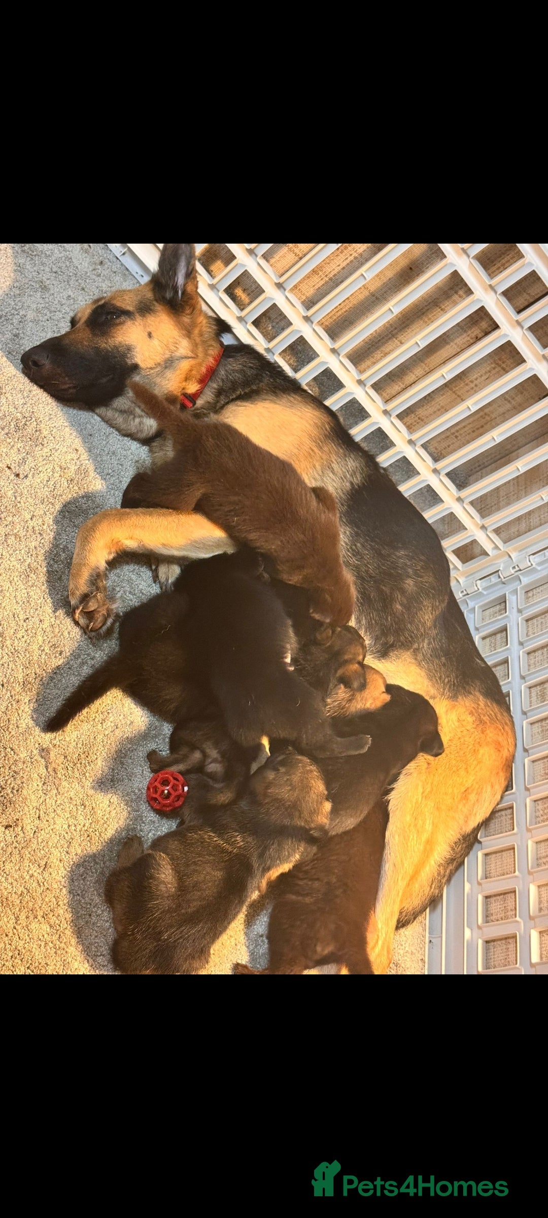 German Shepherd dogs for sale: German shepard puppy - Image 1