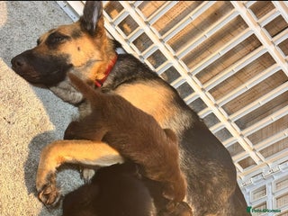 German Shepherd dogs for sale - Advert 1