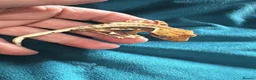 Gecko reptiles for sale: Baby gargoyle geckos and baby cresties lilys etx - Advert 17