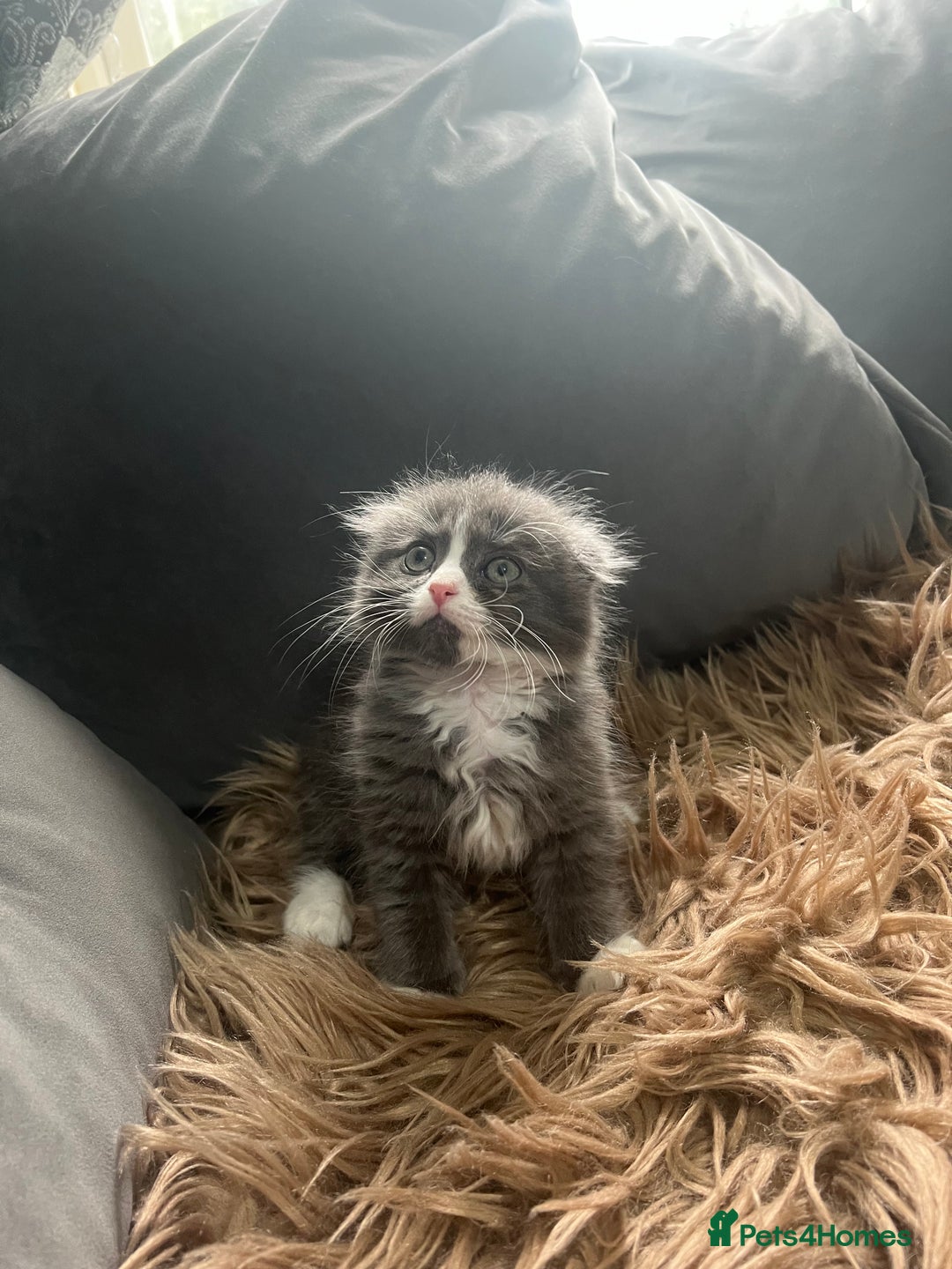 Scottish Fold cats for sale: Beautiful Scottish fold🧸🌹 - Image 4