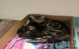 Mixed Breed cats for sale: Kittens for sale - Image 3