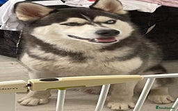 Utonagan dogs for sale: To husky up for sale one girl ,one boy  - Image 9