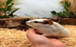 Guinea Pig rodents for sale: 🏡🐹 Multiple pretty Boys available 🐹🏡 - Image 24