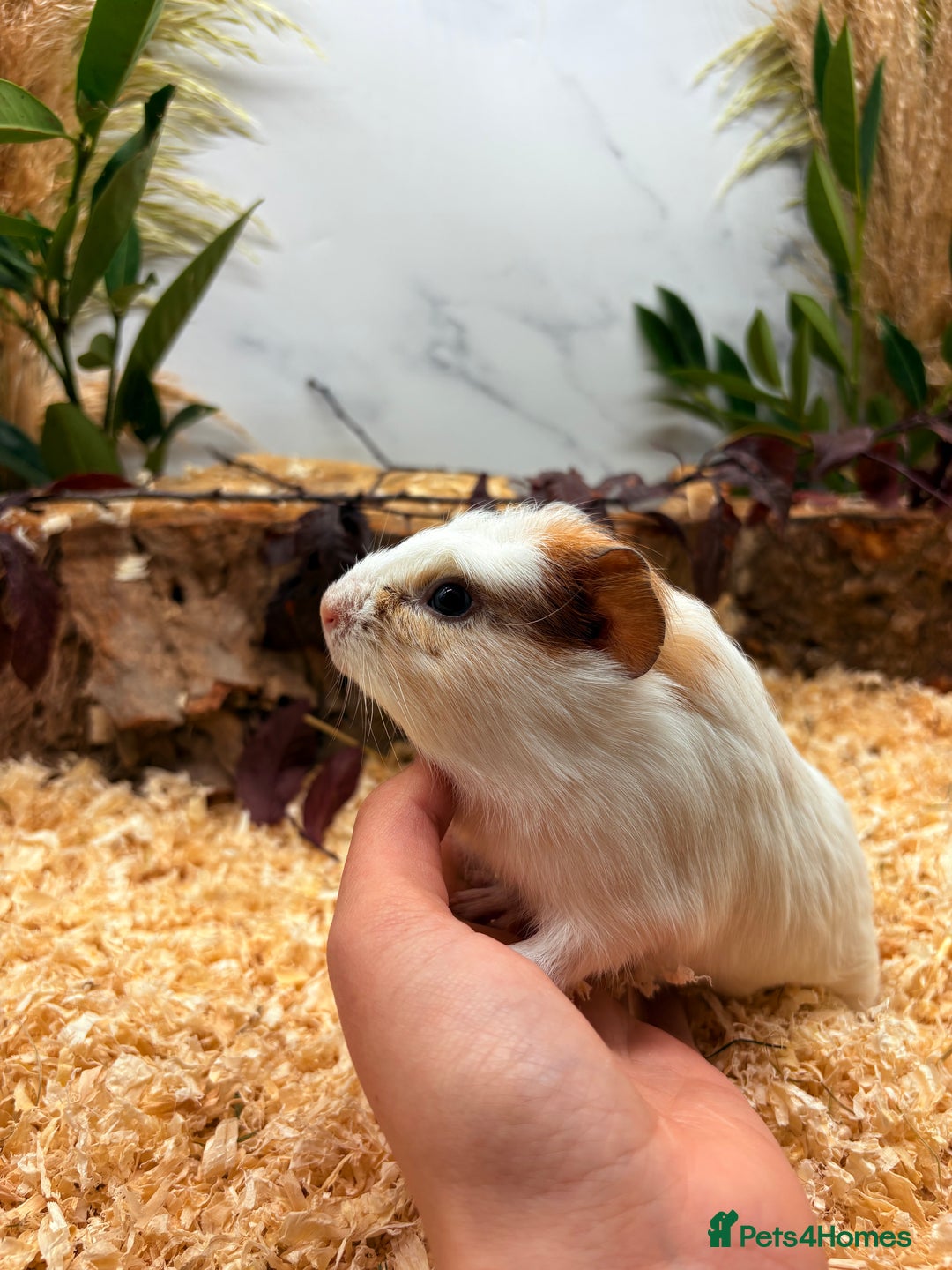 Guinea Pig rodents for sale: 🏡🐹 Multiple pretty Boys available 🐹🏡 - Image 24