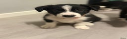 Border Collie dogs for sale: Border collie puppies  - Advert 9