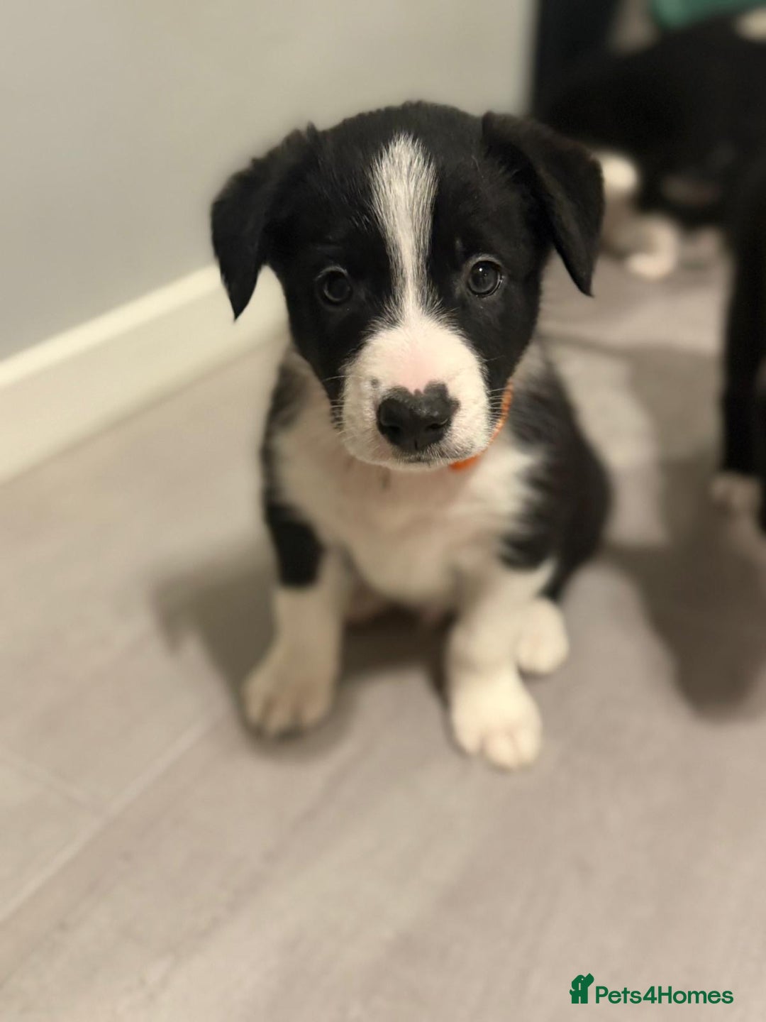 Border Collie dogs for sale: Border collie puppies  - Advert 9
