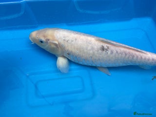 Koi Carp fish - Advert 32