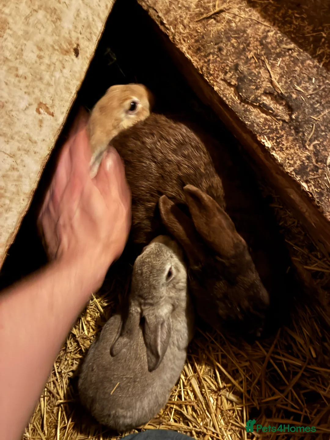 Mixed Breed rabbits for sale: Very friendly Rex, velvet & mixed bunnies  - Advert 3