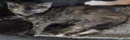 Mixed Breed cats for sale: 2 female cats  - Advert 2