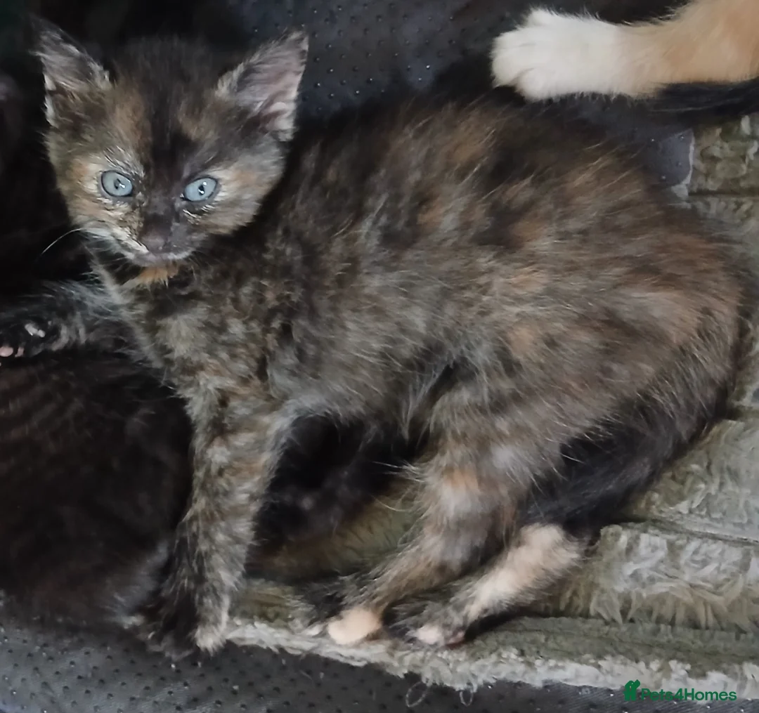 Mixed Breed cats for sale: 2 female cats  - Advert 2