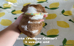 Cavalier King Charles Spaniel dogs for sale: Excessively tested Cavalier King Charles Spaniels - Image 9