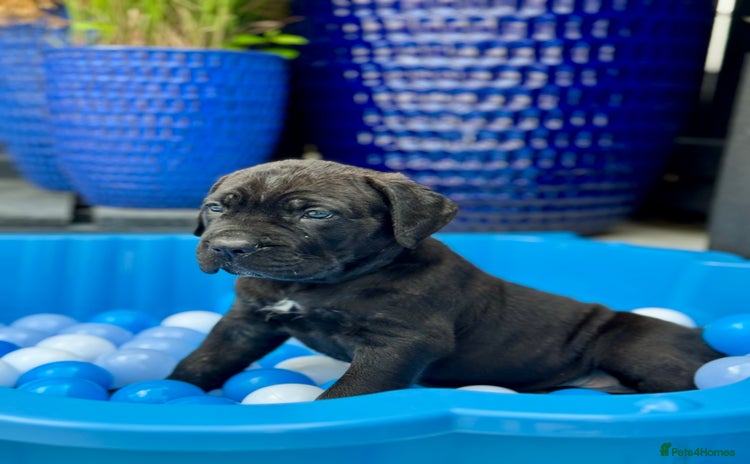 Mixed Breed dogs - Advert 1