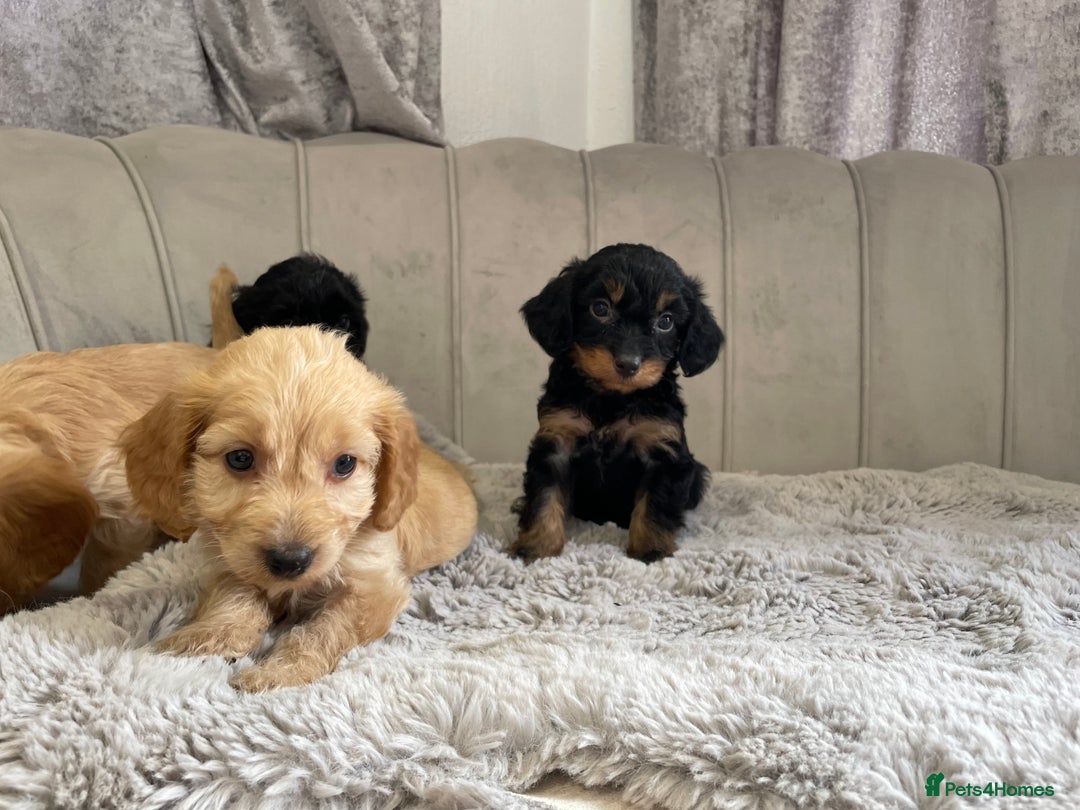 Cockapoo dogs for sale: Cockapoo puppy’s ready Wednesday  - Image 13