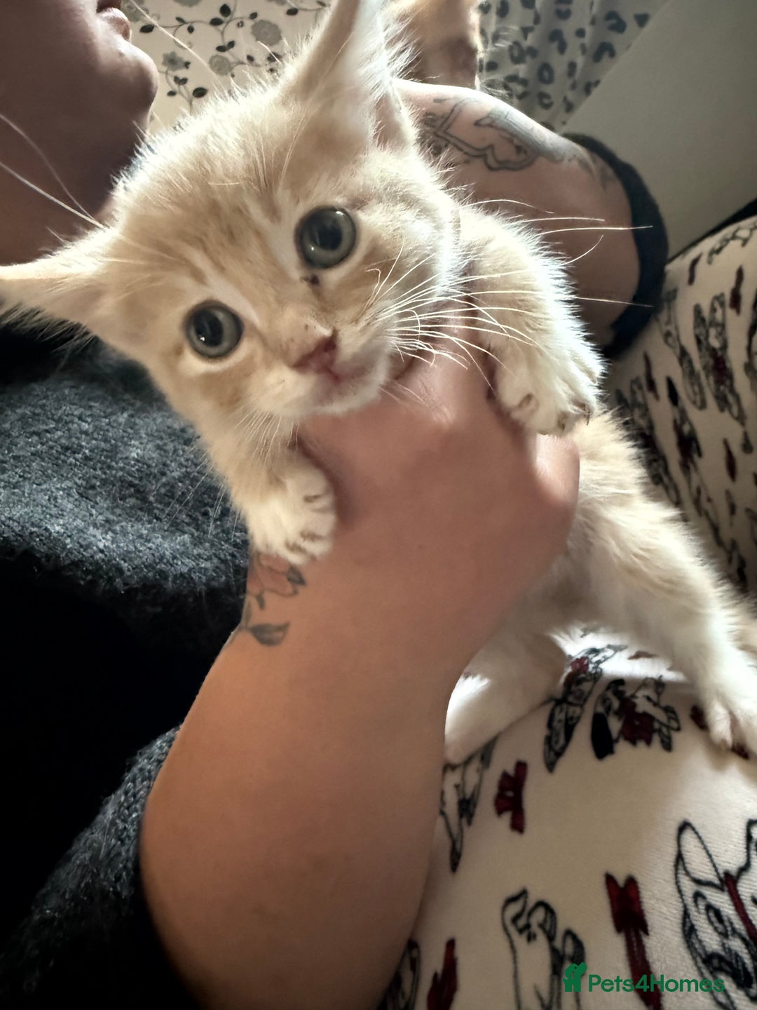 Mixed Breed cats for sale: Beautiful sandy male kitten - Image 1