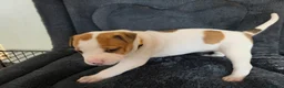 American Bulldog dogs for sale: ❤️  Ready in 2 weeks , last 3 available❤️  - Advert 8
