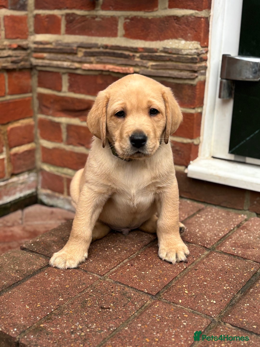 Labrador Retriever dogs for sale: Fox Red x yellow Labradors - Advert 12