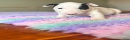 English Bull Terrier dogs for sale: Loving Family raised English Bull Terriers pups in Telford - Advert 16