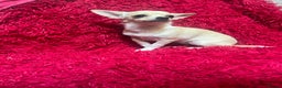 Chihuahua dogs for sale: 3 small chihuahua puppies  - Advert 8