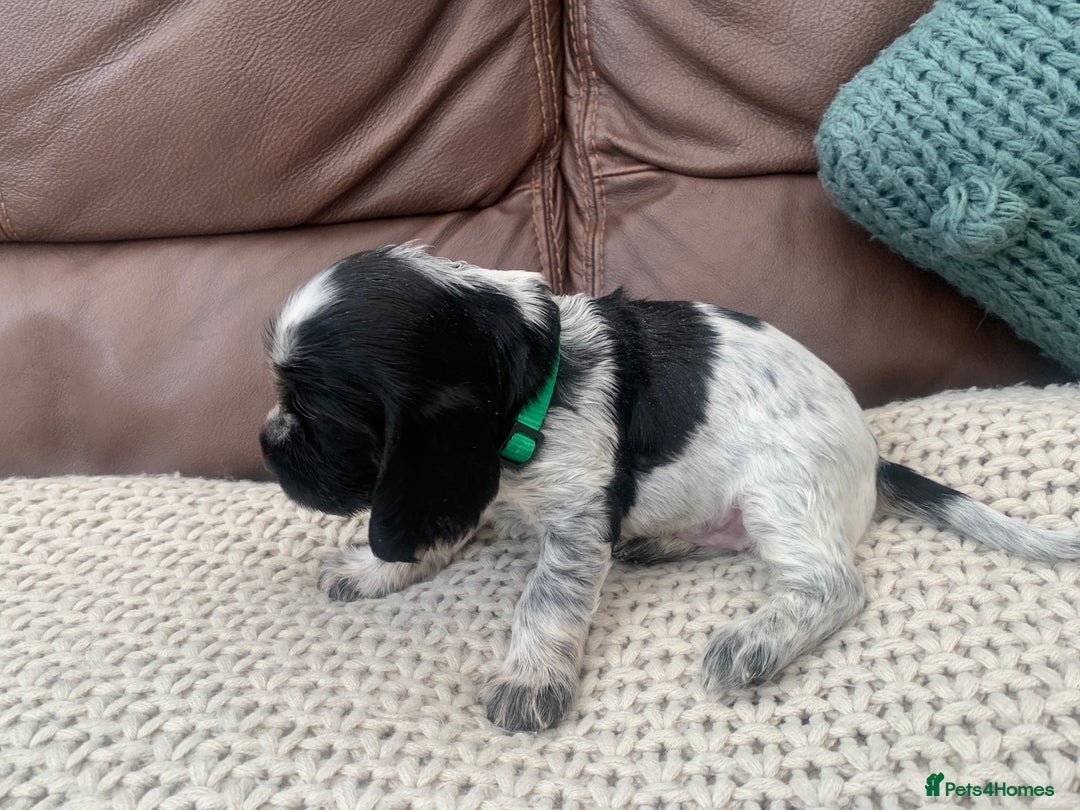 Cocker Spaniel dogs for sale: Cocker Spaniel ( show type) KC registered - Image 4