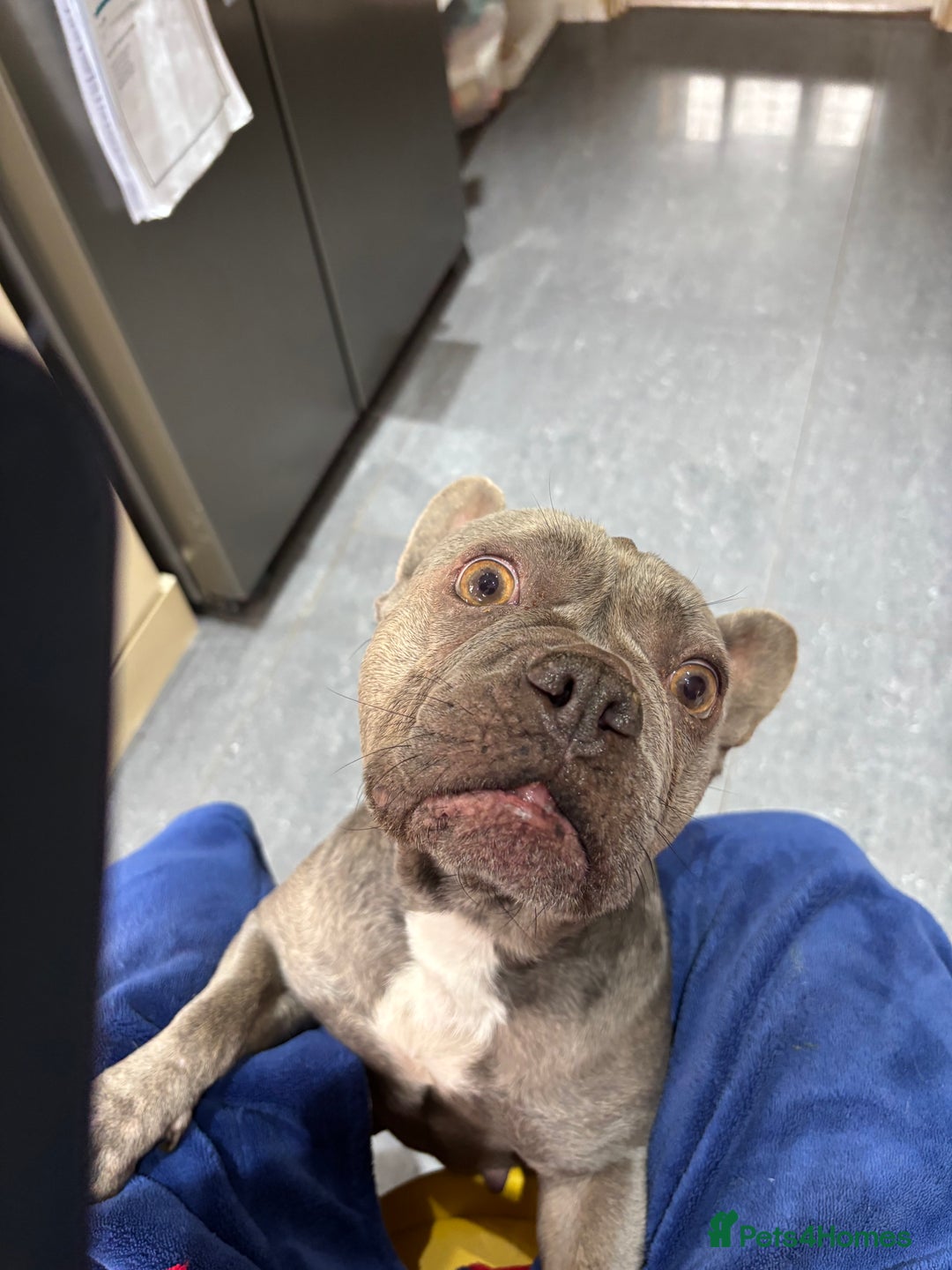 French Bulldog dogs for sale: Frenchie girl 4 years old  - Advert 7