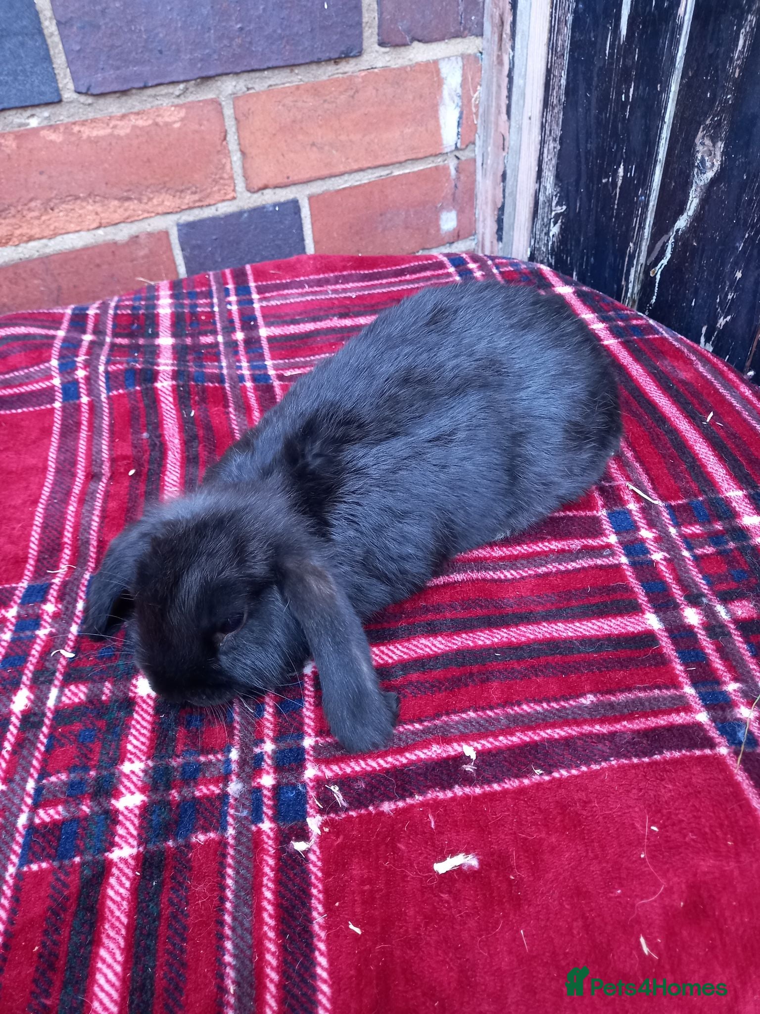 Mini Lop rabbits Reduced Mini lop/plush lop babies  - Advert 2
