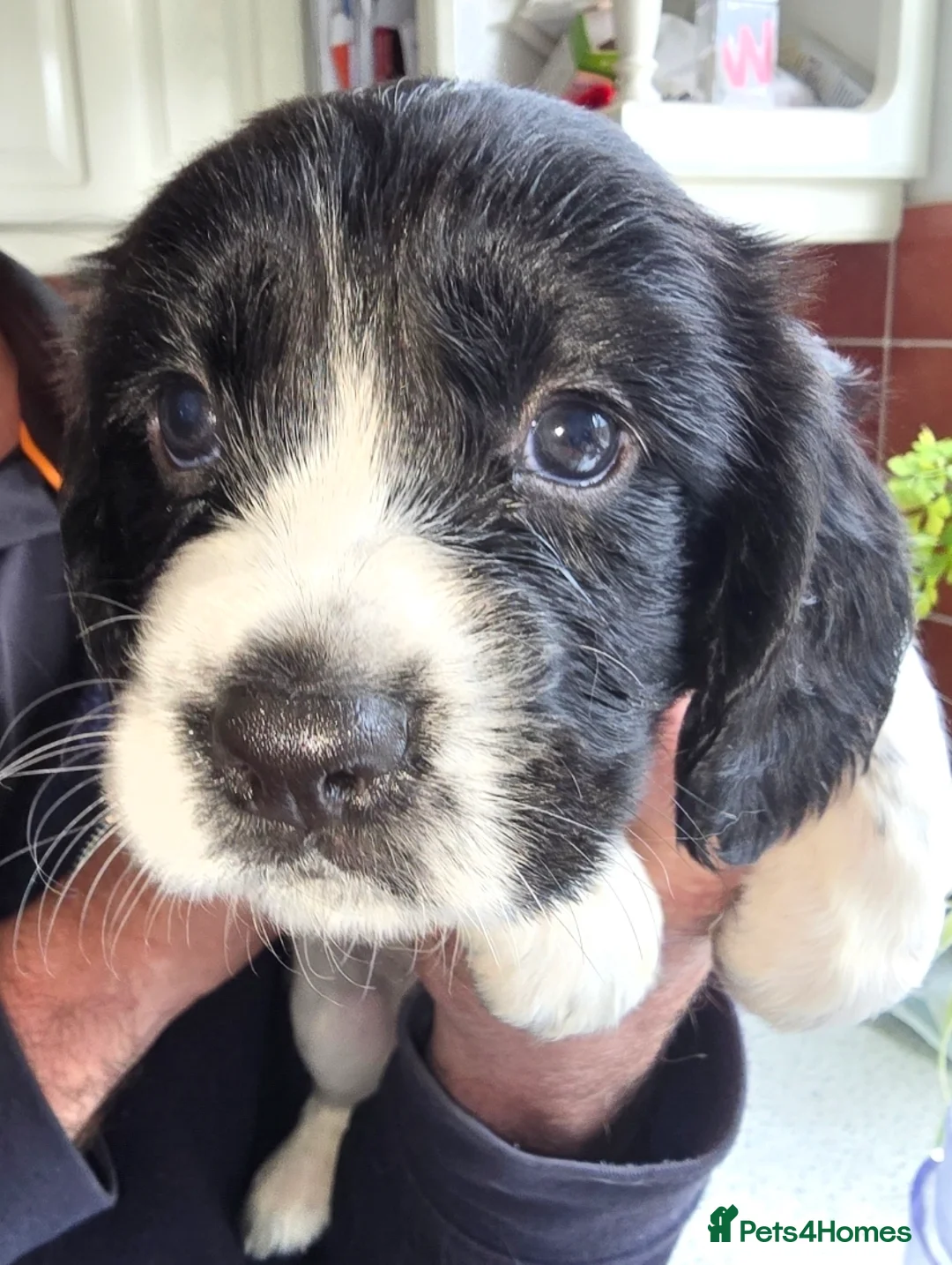 English Springer Spaniel dogs for sale: For sale English springer spaniel puppies  - Advert 2