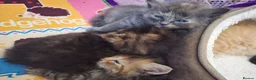 Mixed Breed cats for sale: Mixed Breed / Half Ragdoll Kittens for Sale in Weston-super-Mare - Advert 8
