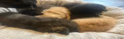 Mixed Breed cats for sale: Beautiful babies for sale🩷 in Chester - Advert 10