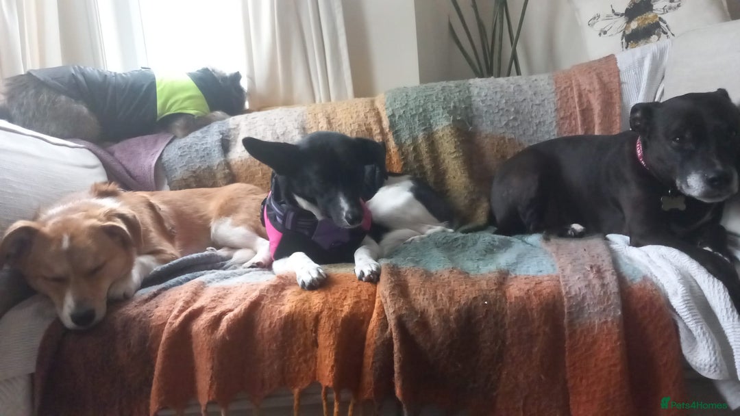 Mixed Breed dogs for adoption: ❤️MEYA&KALLIE❤️-2 SMALL SISTERS SEEK A KIND HOME - Advert 17