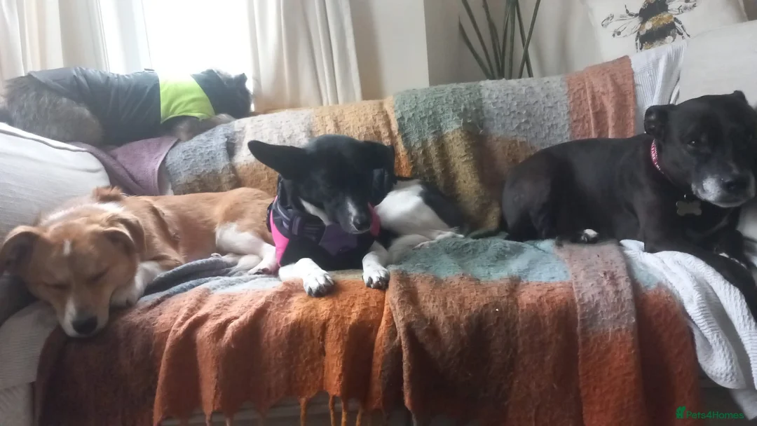 Mixed Breed dogs for adoption: ❤️MEYA & KALLIE❤️-SMALL SISTERS SEEK A KIND HOME - Advert 21