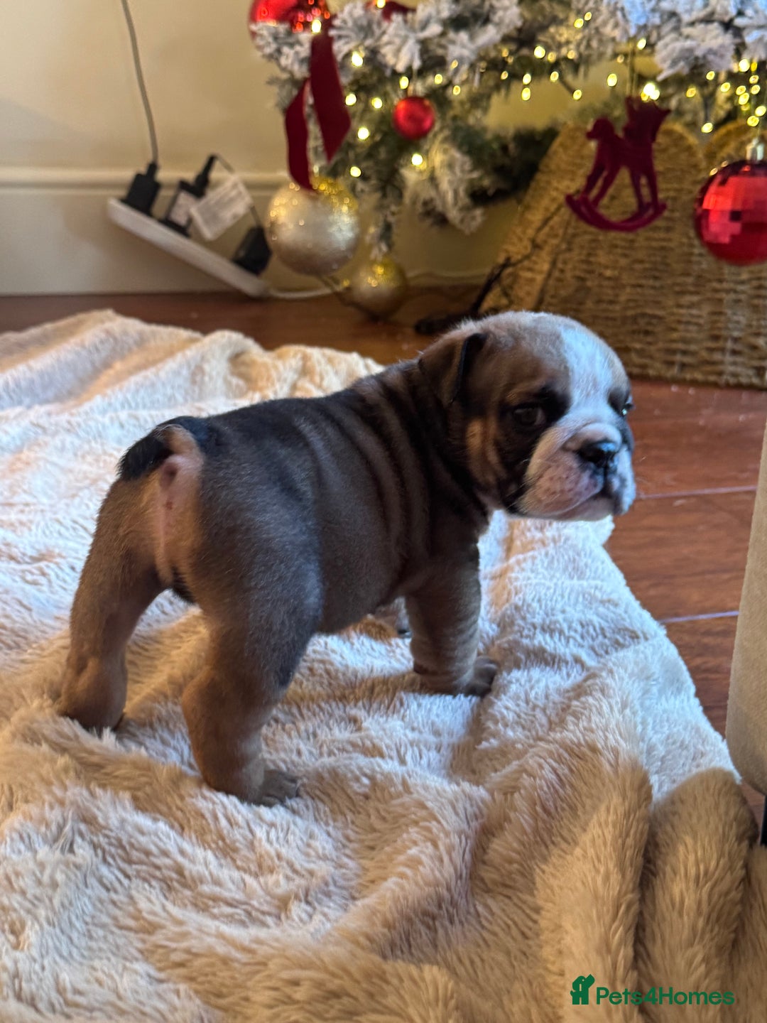 English Bulldog dogs for sale: Red and White English Bulldogs  - Advert 8