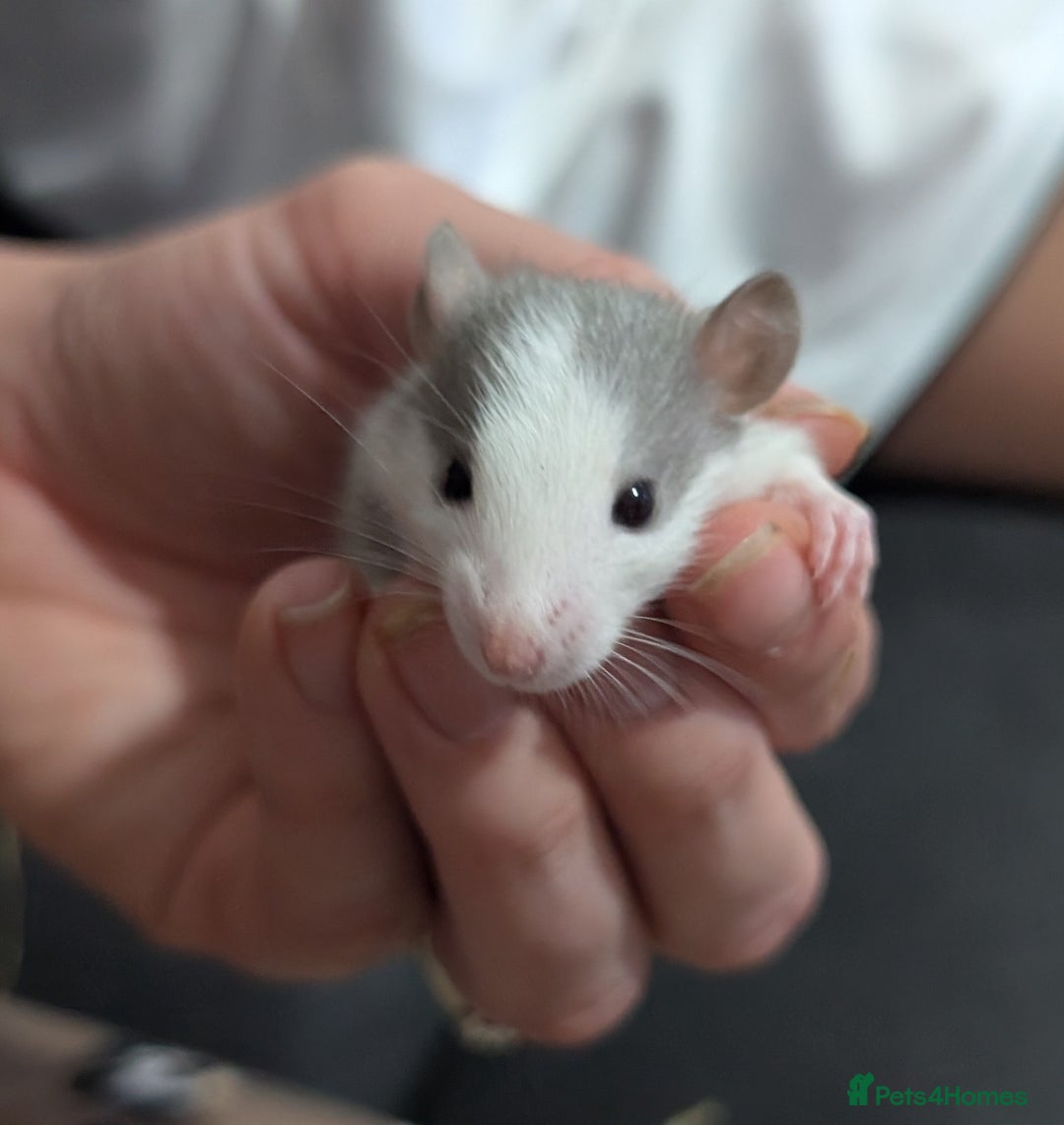 Rat rodents for sale: Mix of rex and straight fur babies(grey and white) - Image 2