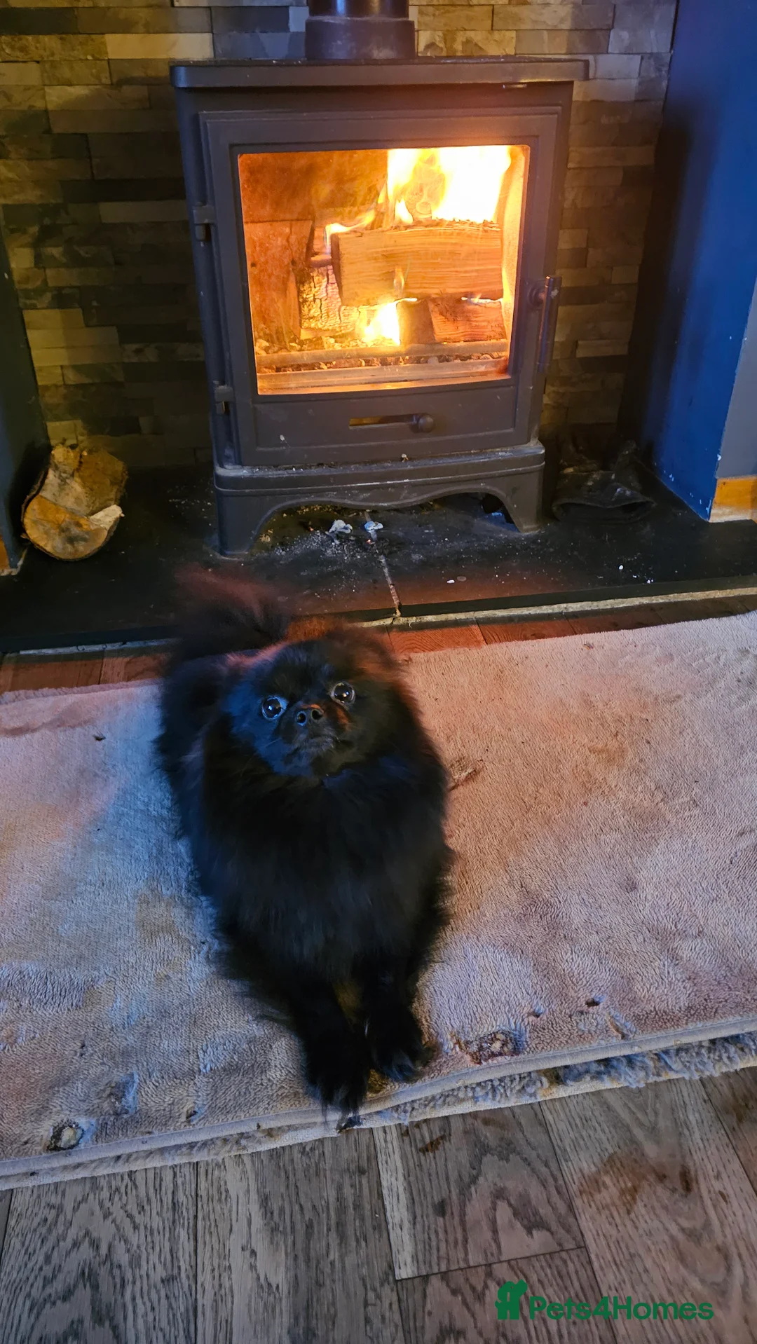 Pomeranian dogs for sale: Pominarian  - Advert 4