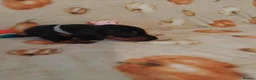 Miniature Dachshund dogs for sale: Miniat Dachshund puppy READY TO LEAVE  - Advert 17